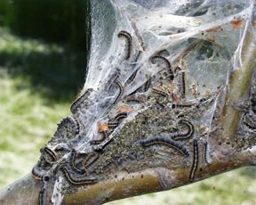 Tent Caterpillar